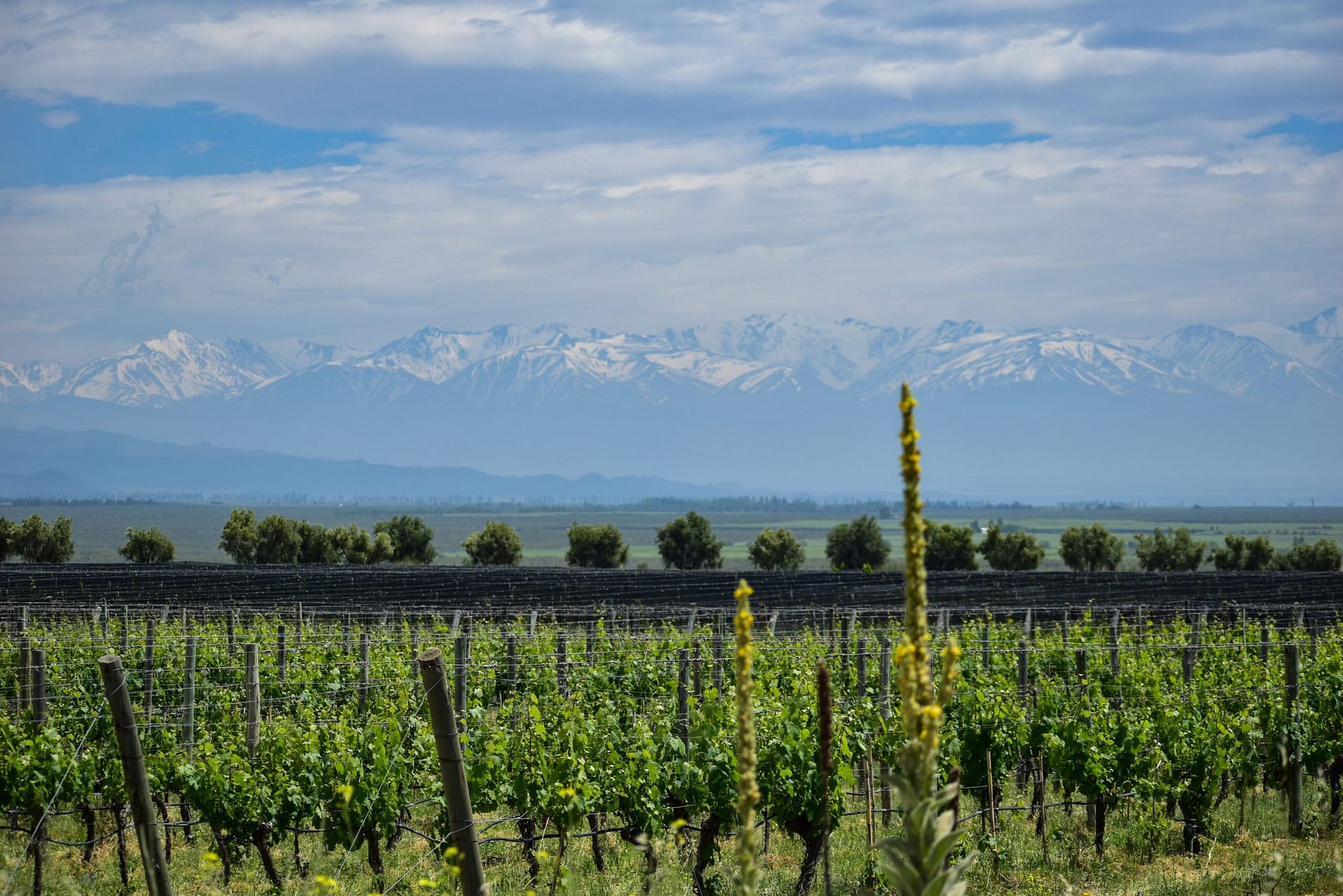 Viñedos de Mendoza con la cordillera de fondo, ejemplo de cobertura territorial